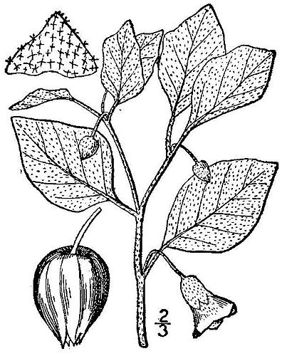 Physalis viscosa